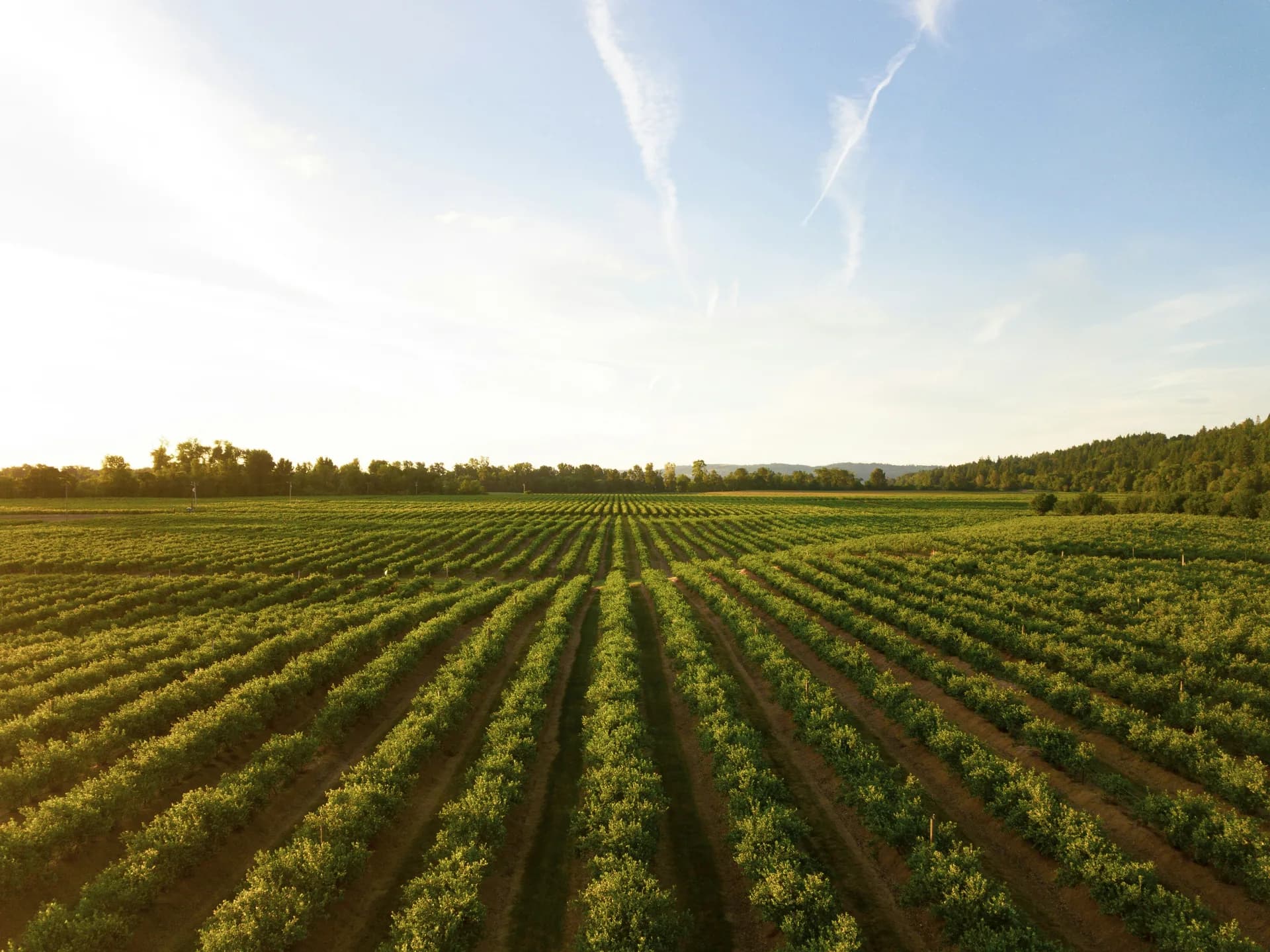 Fencing beside agricultural fields